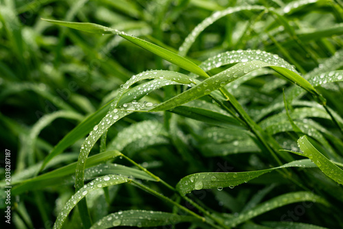 Morning Dew on Green Grass at Sunrise Macro Nature Background