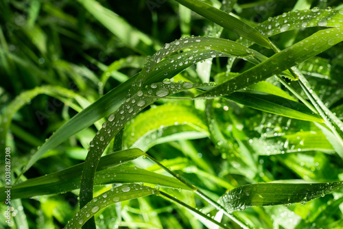 Morning Dew on Green Grass at Sunrise Macro Nature Background