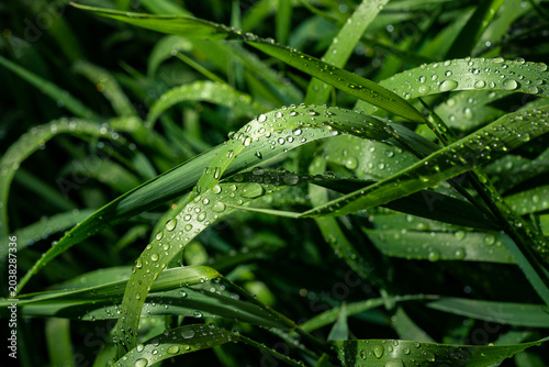 Morning Dew on Green Grass at Sunrise Macro Nature Background