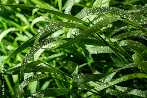 Morning Dew on Green Grass at Sunrise Macro Nature Background