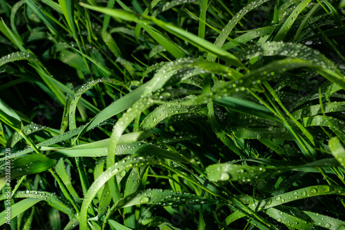 Morning Dew on Green Grass at Sunrise Macro Nature Background