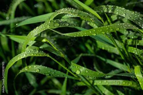 Morning Dew on Green Grass at Sunrise Macro Nature Background