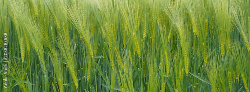 Konstfotografi Wheat field swaying in the wind during late spring in an agricultural area