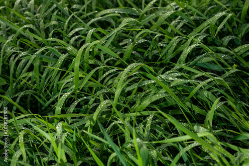 Morning Dew on Green Grass at Sunrise Macro Nature Background
