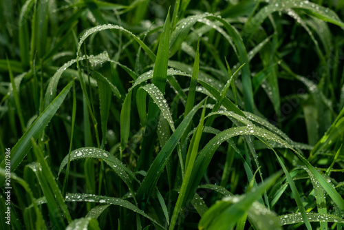 Morning Dew on Green Grass at Sunrise Macro Nature Background
