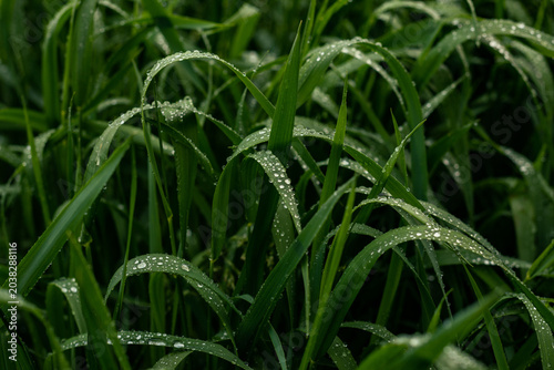 Morning Dew on Green Grass at Sunrise Macro Nature Background
