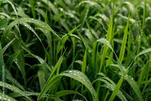 Morning Dew on Green Grass at Sunrise Macro Nature Background