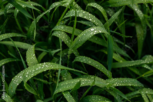 Morning Dew on Green Grass at Sunrise Macro Nature Background