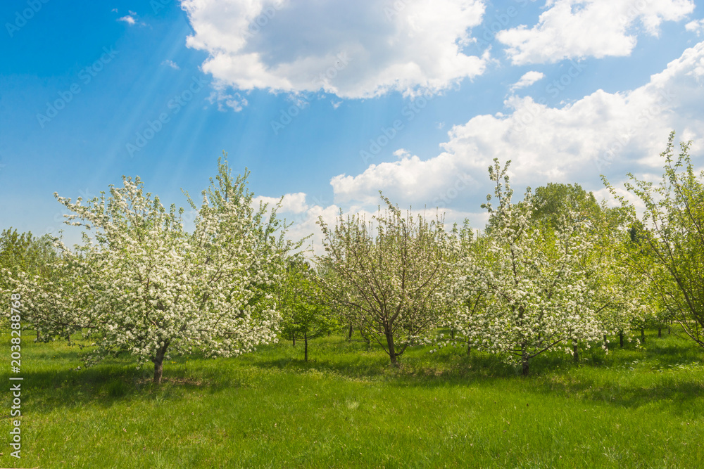 Obraz premium Blooming apple orchard with sun rays under blue sky in spring.