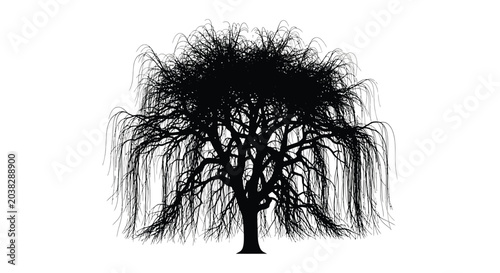 Photos Weeping willow tree silhouette against a white background