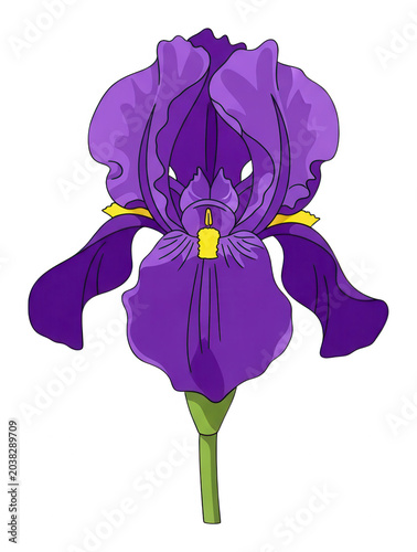 Purple iris flower with vibrant petals and a yellow center on a stem isolated transparent background image