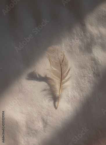 Soft White Feather Resting in Morning Light
