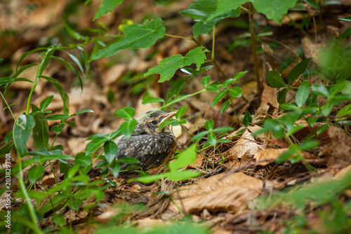 Foto Young robin fledgling hiding in leafy undergrowth
