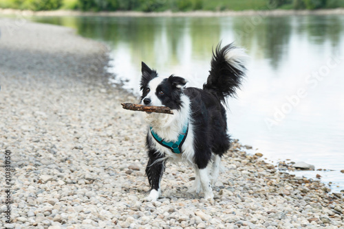 A Border Collie on the bank of a river