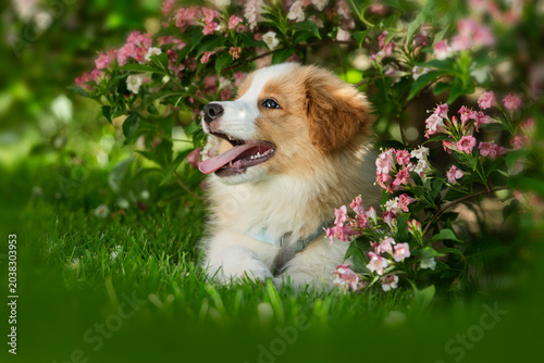 Border Collie puppy under a spring bush
