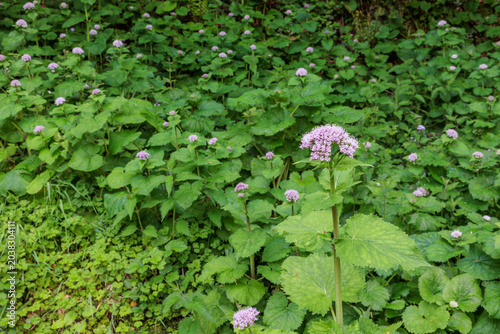 Fotografía Valeriana pyrenaica, plants with their pink inflorescences