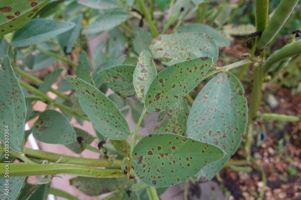Fototapeta premium Broad bean plants showing signs of fungal rust disease