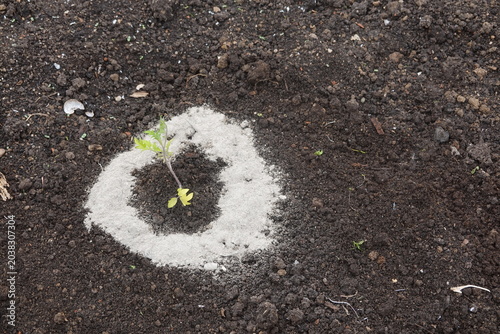 Wood ash protecting young tomato seedling from slugs