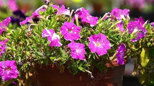 Close-up of a bright floral arrangement of pink and blue petunias with white spots on the petals.