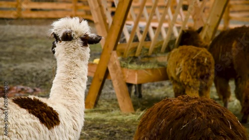 Alpacas in a fenced enclosure on a farm, on a cloudy autumn day.