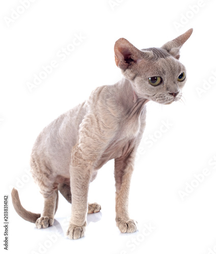 Tableau sur toile devon rex