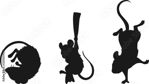 Photos a rat curled up and rolling into a ball, a rat hanging and clinging tightly to a piece of cloth, and an acrobatic rat doing a handstand and flipping upside down