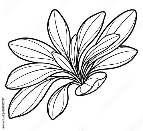Seagrass Leaves Line Art Coloring Page Isolated on White Background