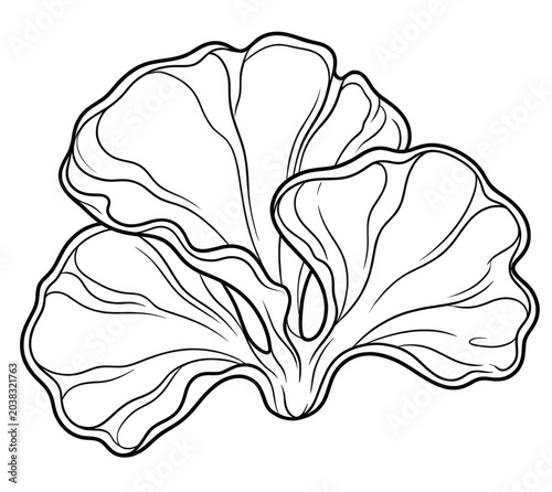 Leaf Coral Line Art Coloring Page Isolated on White Background