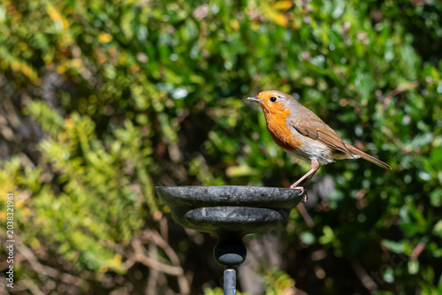 European robin taking rehydrated meal worms from a small garden water bowl
