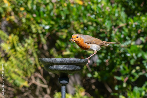 European robin taking rehydrated meal worms from a small garden water bowl