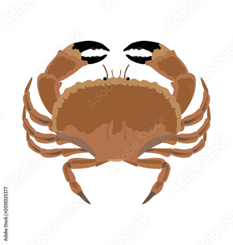 Canvas Print Adult brown edible crab in dorsal view flat style