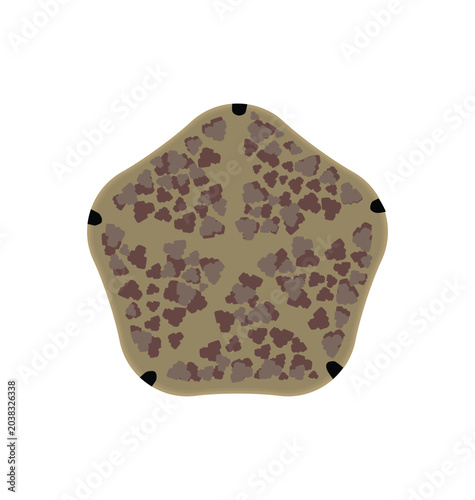 Foto Cushion star in dorsal view flat style