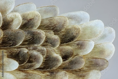 Close-up macro shot of snake scales showing intricate patterns and textures. The scales are overlapping, creating a beautiful, natural mosaic