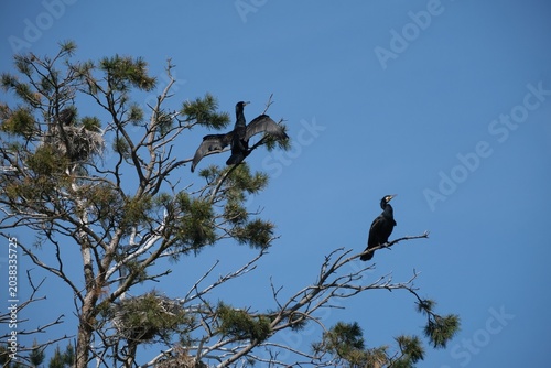 The cormorant reserve in Katy Rybackie on the Vistula Spit in spring. Cormorants are perched in trees, with young in nests.	
