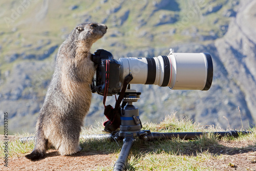 Austria, Grossglockner, Alpine Marmot (Marmota marmota) standing by camera