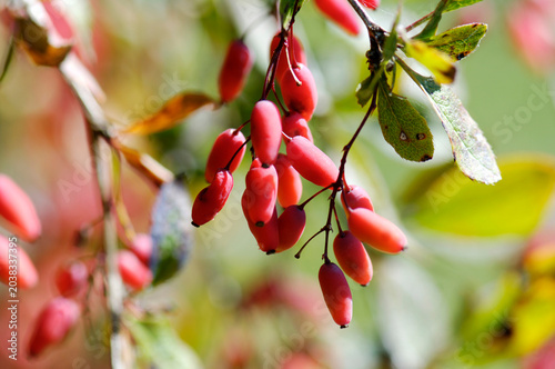 Barberries, Berberis vulgaris, close-up