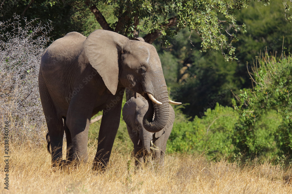 Fototapeta premium Afrikanischer Elefant / African elephant / Loxodonta africana