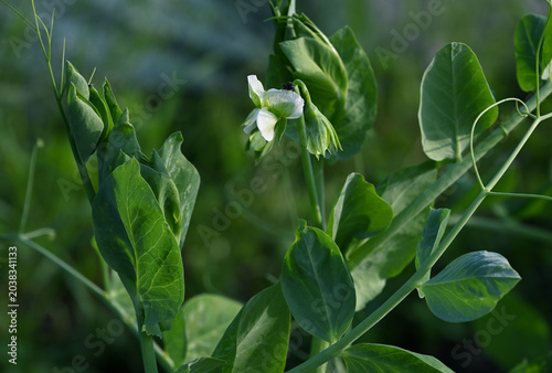 Foto Pisum sativum flowering plants, garden pea crop with white blossoms and tendrils