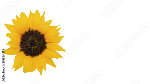 ヒマワリの花 背景透過 マクロ素材