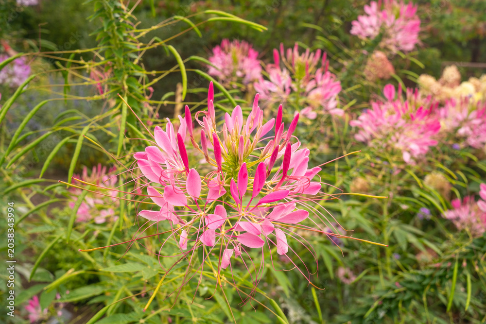 Fototapeta premium Pink Cleome Flower