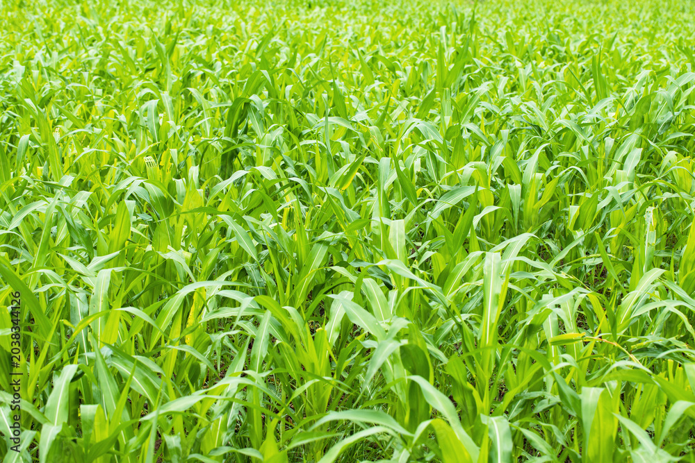 Obraz premium green corn sprouts on farm field, fresh grass eco meadow