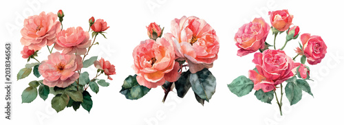 Fotografie Three painterly watercolor illustrations featuring blooming pink roses with gree