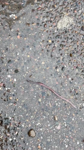 An earthworm crawls on wet asphalt during rain. Vertical 4K footage