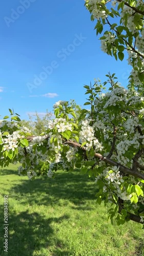White apple blossoms close-up tree in a park. Vertical 4K footage