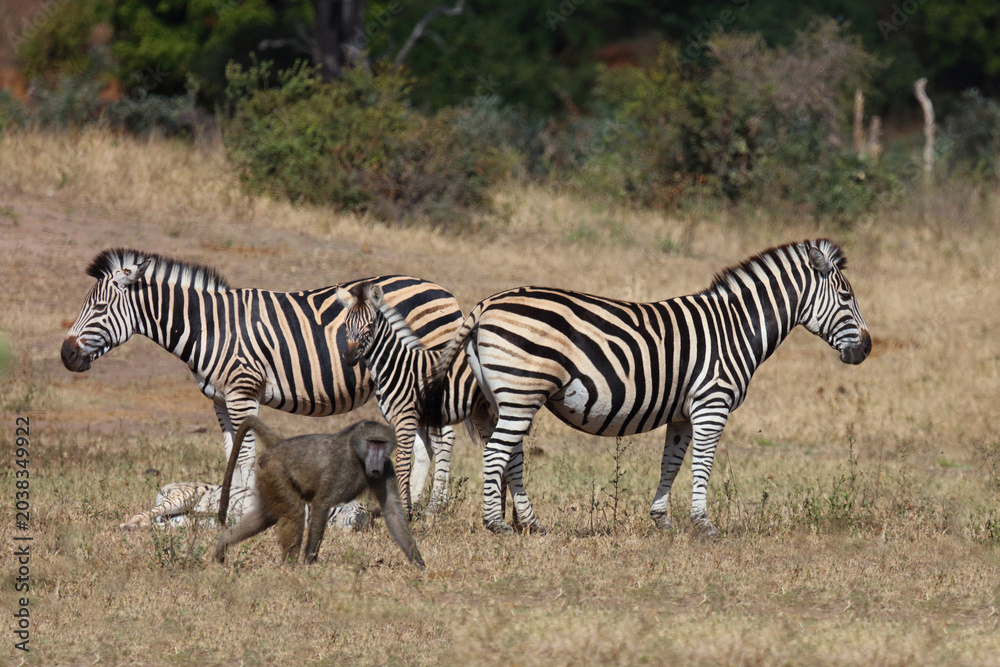 Obraz premium Steppenzebra und Bärenpavian / Burchell's zebra and Chacma baboon / Equus quagga burchellii et Papio ursinus