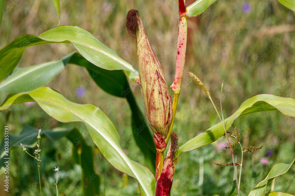 Obraz premium Close-up of a young corn plant with developing ear, green leaves