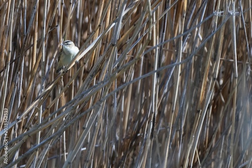  Small bird Acrocephalus schoenobaenus, is known Sedge Warbler, sitting on reed by river.