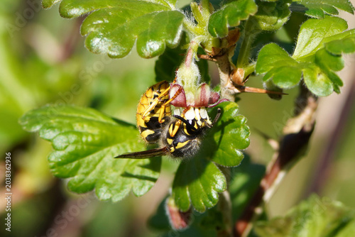 Queen of a common wasp (Vespula vulgaris), family Vespidae on flower of a gooseberry,  European gooseberry (Ribes uva-crispa). Spring, April, Netherlands.