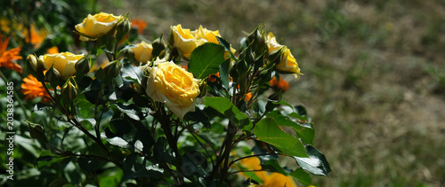 Beautifully maintained garden featuring Rosa Landora, Sunblest,  vibrant yellow Hybrid Tea rose. Elegant, fully open bloom displays rich, sunny yellow petals.  Landscaped garden. 