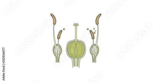 Fotografía Flower Anatomy Illustration: Pistil and Stamens with Pollen